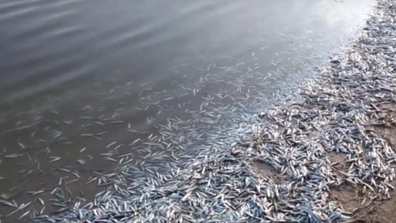 Рыбы мертвого моря