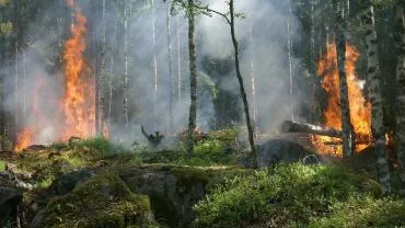 В турецкой Анталье горят леса, более 50 человек пострадали — видео