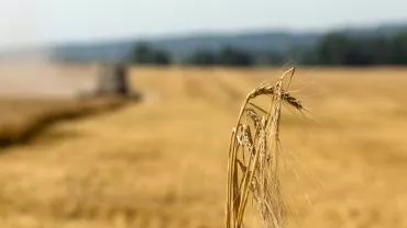 Польша временно запретит ввоз украинского зерна в страну